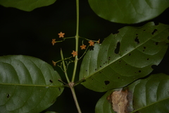 Salacia fruticosa