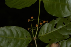 Salacia fruticosa