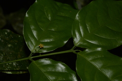 Salacia fruticosa