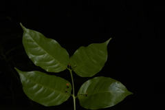 Salacia fruticosa