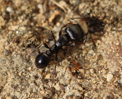 Tetramorium solidum