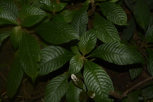 Rhynchotechum permolle