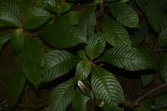 Rhynchotechum permolle