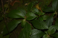 Rhynchotechum permolle