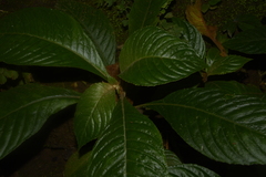 Rhynchotechum permolle