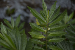 Elatostema