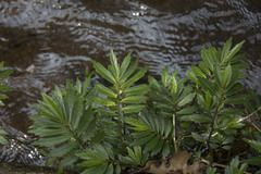 Elatostema