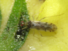 Dicyphus hesperus