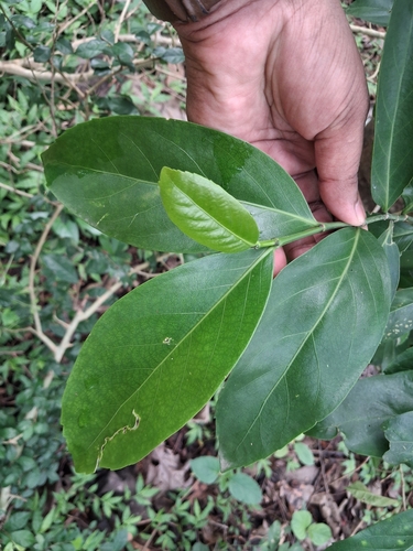 Suregada multiflora