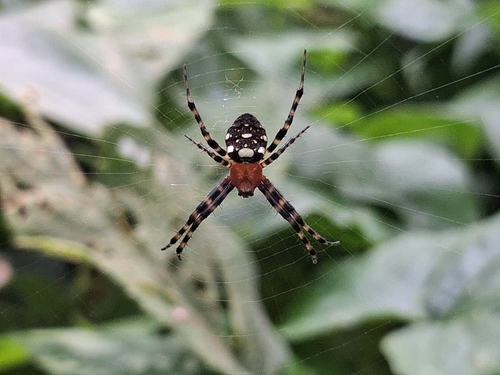 Gea spinipes