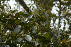 Persea macrantha