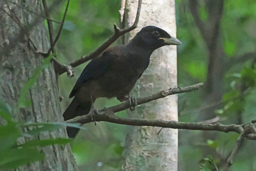 Garrulus lidthi observed 2026-05-17
