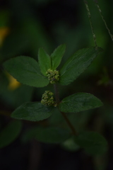 Euphorbia hirta