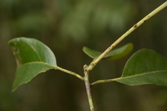Persea macrantha