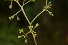 Persea macrantha