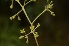 Persea macrantha