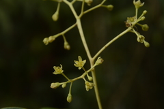 Persea macrantha