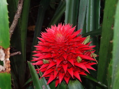 Aechmea magdalenae