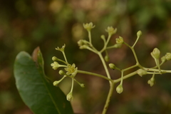 Persea macrantha
