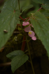 Begonia dipetala