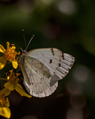 Dixeia charina