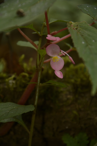 Begonia dipetala, photograph 1