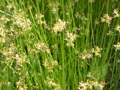 Juncus decipiens