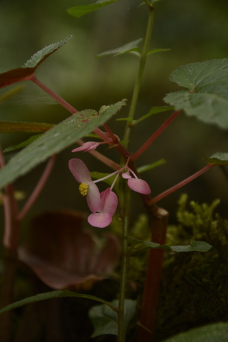 Begonia dipetala, photograph 2