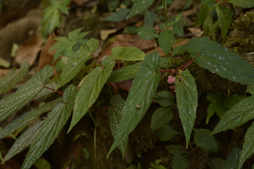 Begonia dipetala, photograph 3
