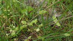 Holosteum umbellatum, photograph (c) Marcin Dyderski, some rights reserved (CC BY)