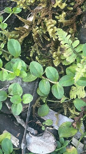 Veronica serpyllifolia observed 2026-05-16
