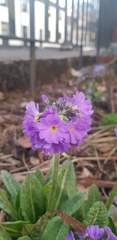 Primula denticulata