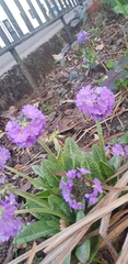 Primula denticulata