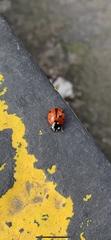 Coccinella septempunctata
