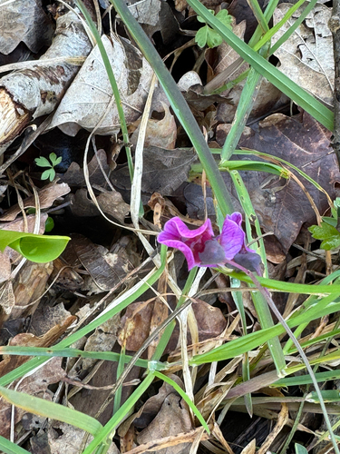 Bitter Vetch