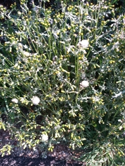 Senecio vulgaris
