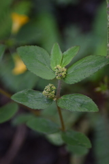 Euphorbia hirta