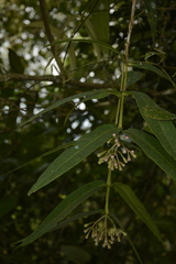 Syzygium munroi