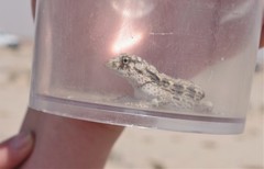 Pristurus carteri