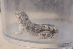 Pristurus carteri