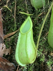 Nepenthes hirsuta