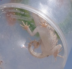 Pristurus carteri
