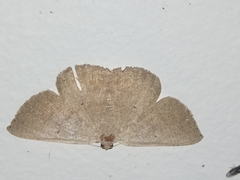 Casbia impressaria