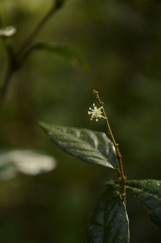 Croton zeylanicus