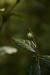 Croton zeylanicus