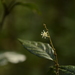 Croton zeylanicus - Photo (c) Siddarth Machado, algunos derechos reservados (CC BY), subido por Siddarth Machado