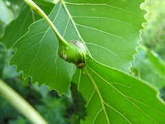 Pemphigus populicaulis