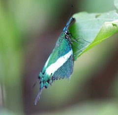 Papilio palinurus daedalus