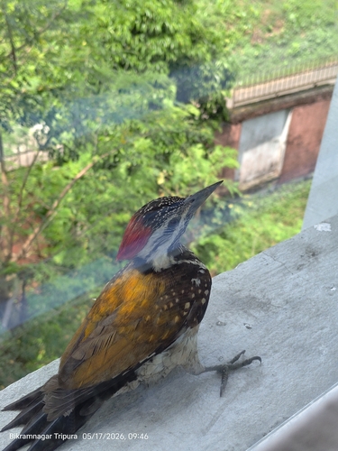 Black-rumped Flameback