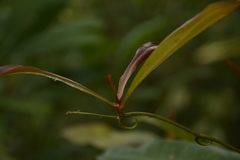 Ancistrocladus heyneanus
